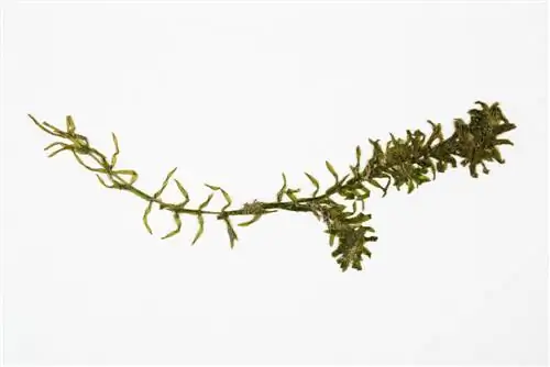 Waterweed turns brown: causes, solutions and care tips