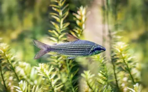 Pangangalaga sa waterweed: Ito ay kung paano mo masisiguro ang pinakamainam na paglaki