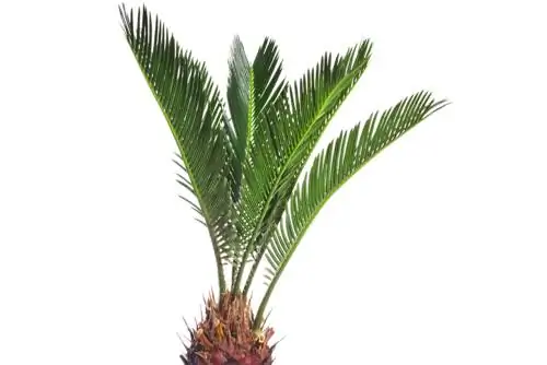 Canary Islands date palm: growth, location and care