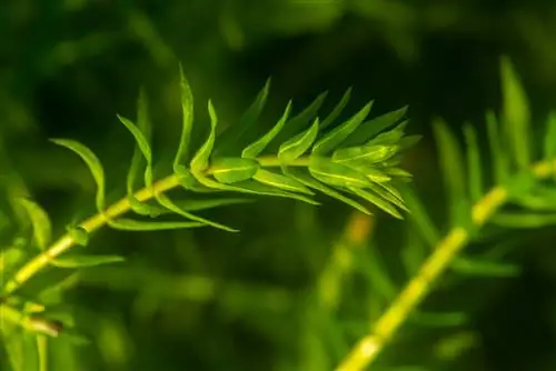 Waterweed in the garden pond: An informative profile