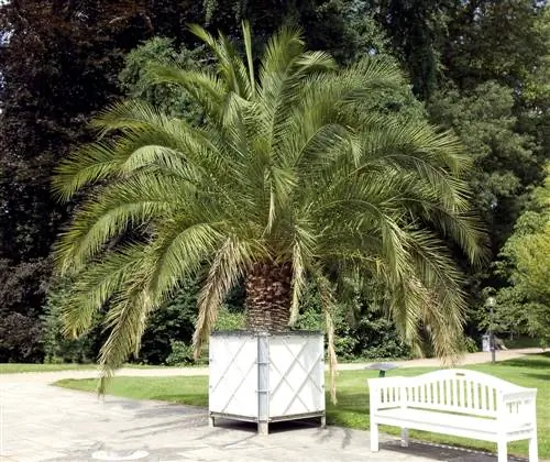 Phoenix canariensis groei