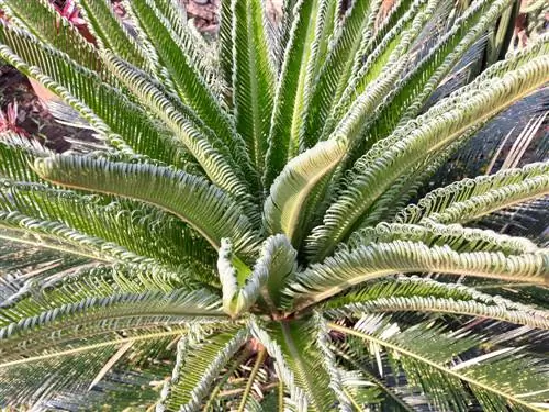 Étape par étape : prendre soin du Phoenix Roebelenii en hiver