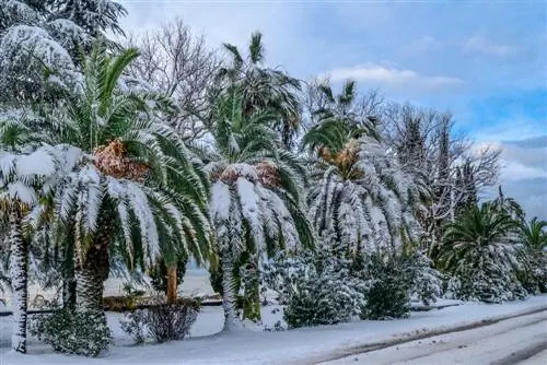 Otporna na palmu sa Kanarskih ostrva? Savjeti za zimovanje