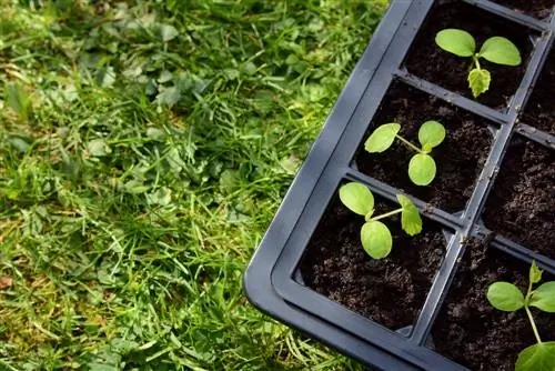 Cultivo de mini pepino mexicano