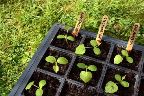 Semeadura de mini pepino mexicano