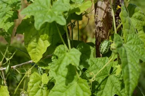 Mexican-mini-cucumber-overwintering