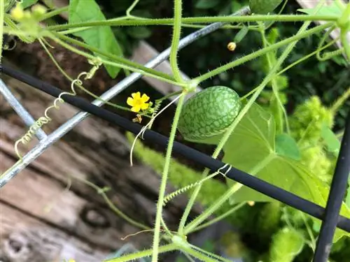 Mexicaanse mini-komkommer-in-pot