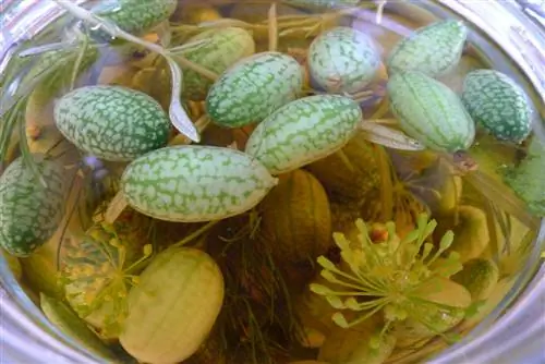 Delicious Mexican pickled mini cucumbers: This is how it works