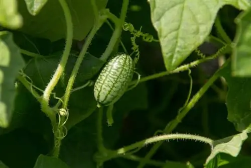 Mini cetriolo messicano: quando è maturo e pronto da mangiare?