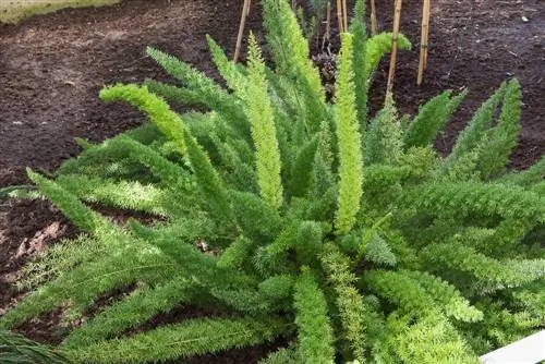 Sierasperges in de winter: Hoe bescherm ik de plant goed?