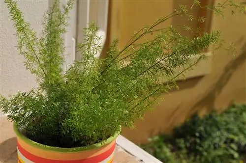 Wastong pangangalaga para sa ornamental asparagus: pagdidilig, pagpapataba, atbp