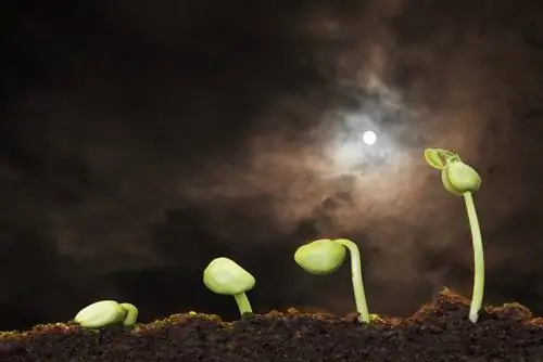 piante del calendario lunare