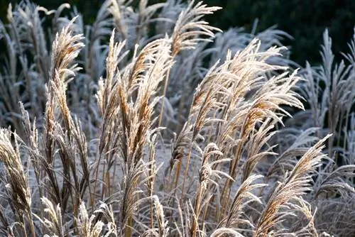 Pennisetum snijden