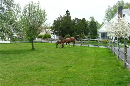 resiembra de pastos para caballos