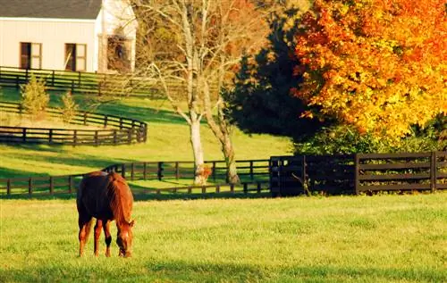 horse pasture care