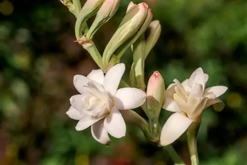 Cog tuberose: cov lus qhia rau lub caij ntuj sov lub hnub qub nyob rau hauv lub vaj