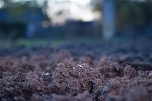 Pagbutihin ang clay soil at itanim ito ng tama - ganito ito gumagana