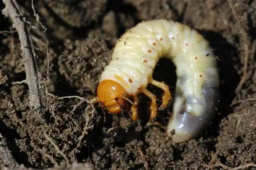 larva ng cockchafer