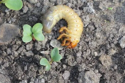 larva de besouro