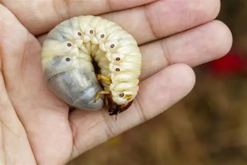 larva de besouro