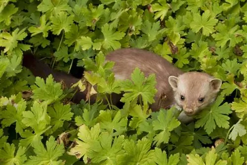 marten-in-the-garden