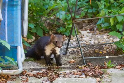 marten-in-the-garden