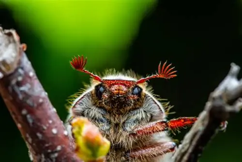 Reconocer y comparar: escarabajos de mayo versus escarabajos de junio en el jardín