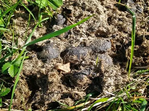 Estiércol de caballo como fertilizante: ventajas, almacenamiento y alternativas