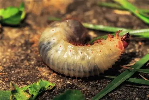 larvas de escarabajo rosa