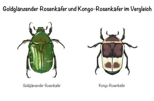 Larva kumbang mawar: Kumbang mawar emas berkilat dan kumbang mawar Congo sebagai perbandingan