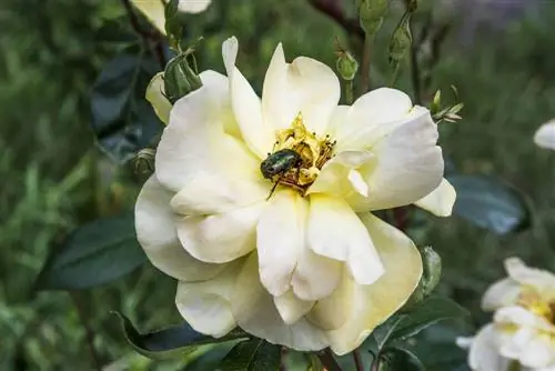 larvas de besouro rosa