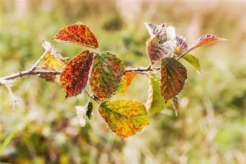 rose rust