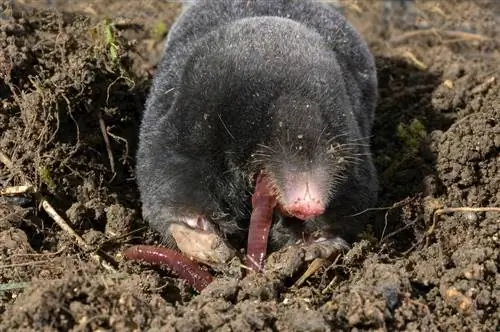 sarang tikus tanah