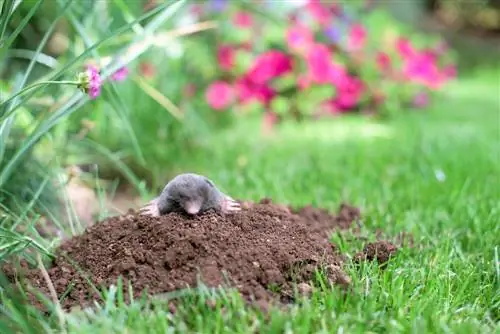 Menghilangkan tahi lalat: kaedah dan petua yang lembut