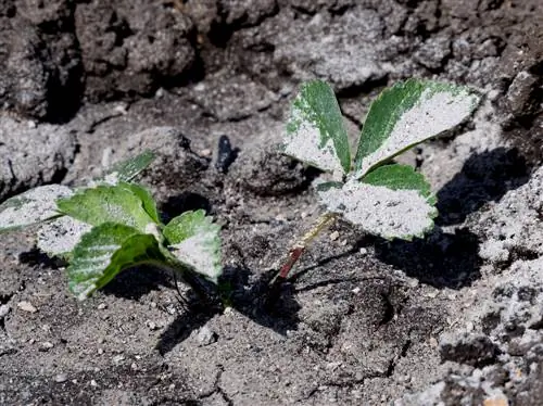 Polvo de piedra en el jardín: aplicación, efecto y áreas de aplicación