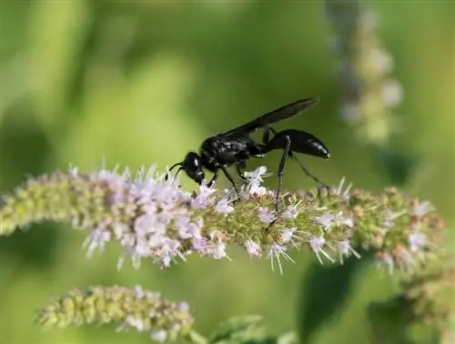 black wasp