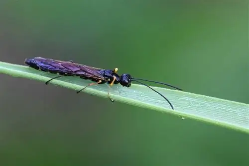 avispa negra