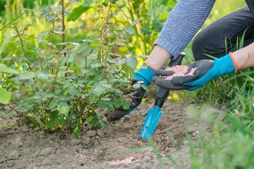 Organická hnojiva na růže: výhody a vhodné domácí prostředky