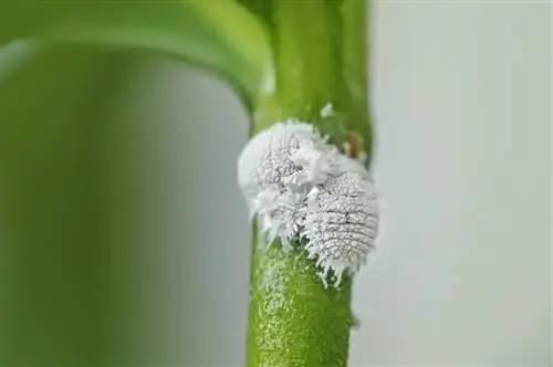 mealybugs