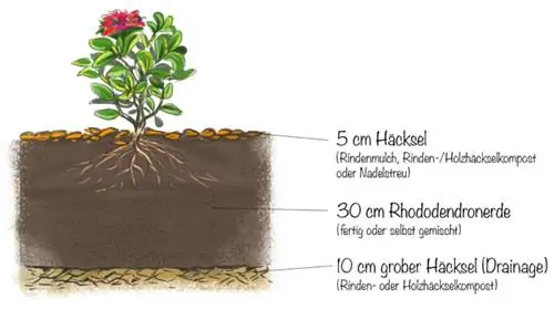 Sol de rhododendrons: Créer un lit de lande