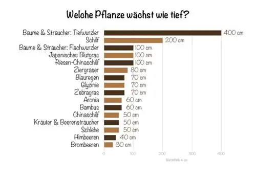 Šaknų barjeras: koks augalas auga kaip giliai