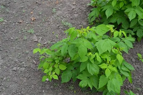 root barrier