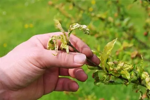 Maladie des frisottis : Reconnaître, prévenir et traiter efficacement