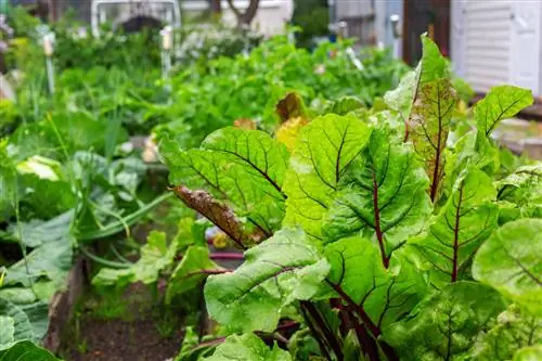 Mangold og meldug: årsager, symptomer og kontrol