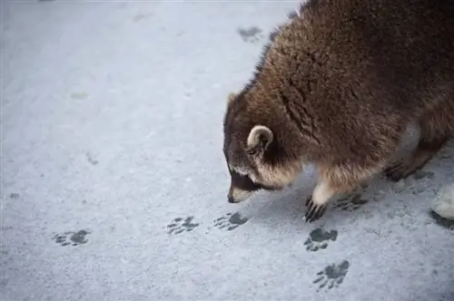 tracce di animali nella neve