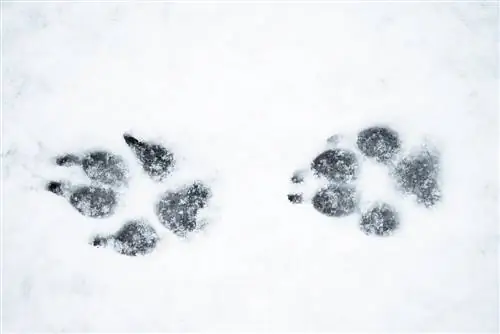 huellas de animales en la nieve