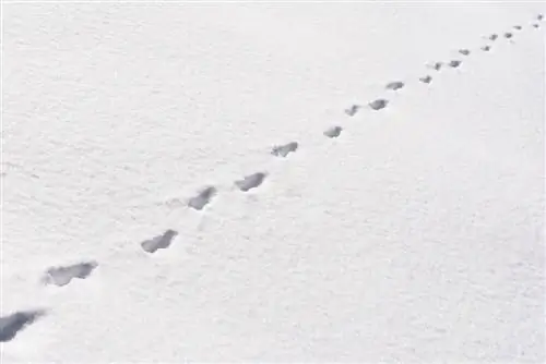 tracce di animali nella neve