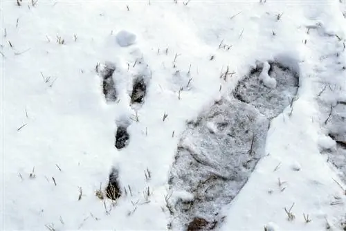 dierensporen-in-de-sneeuw