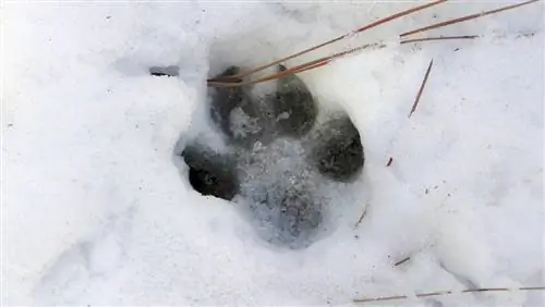 dierensporen-in-de-sneeuw