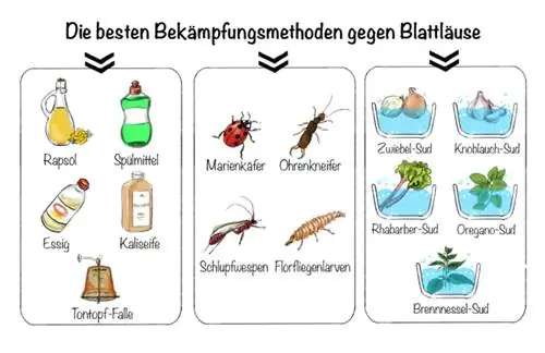 Swart plantluise: Die beste beheermetodes teen plantluise